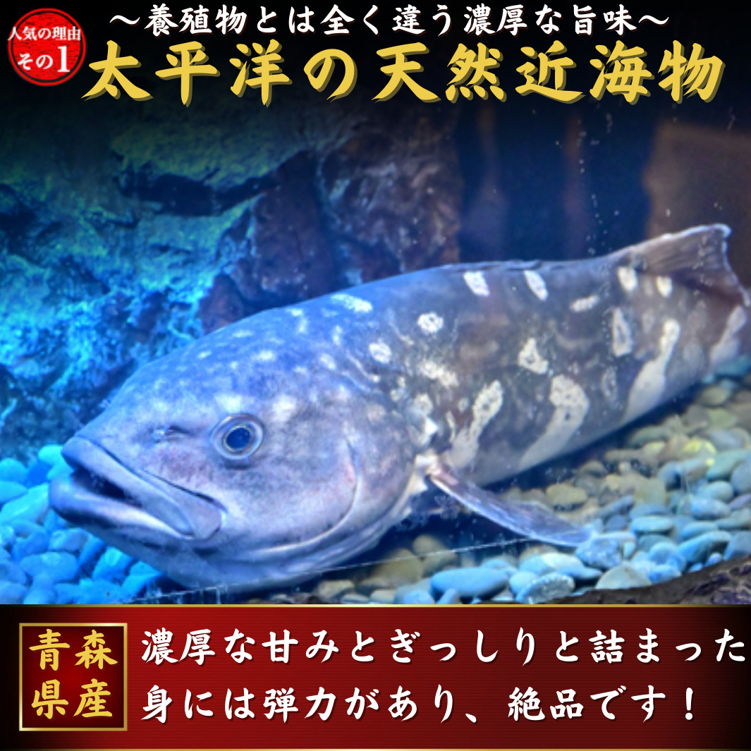 太平洋の天然真くえ