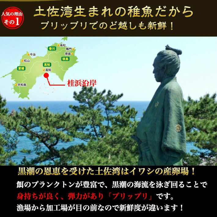 鰯の産卵場