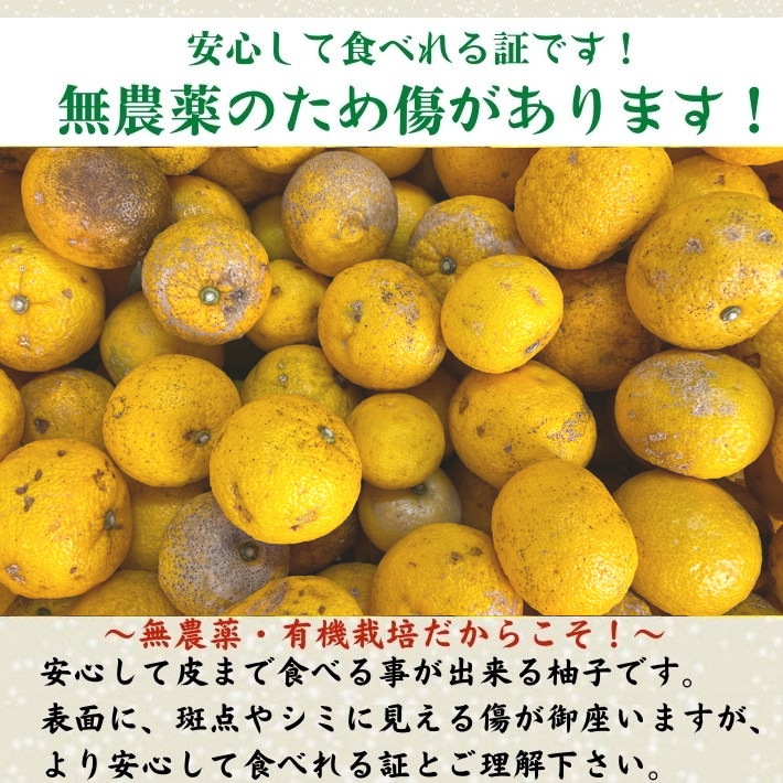 11月上旬発送予約／ 農薬を使用しない 実生 ゆず 有機栽培 無農薬 柚子 2kg 傷有 高知県産 : 10000299 : 土佐カツオとうなぎ通販  池澤鮮魚 - 通販 - Yahoo!ショッピング