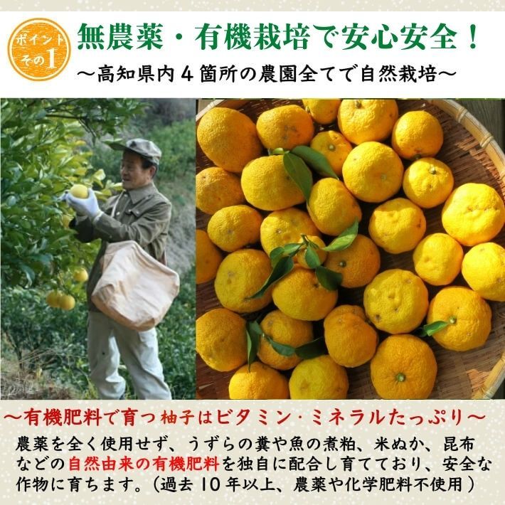 11月上旬発送予約／ 農薬を使用しない 実生 ゆず 有機栽培 無農薬 柚子 1kg 傷有 高知県産 : 10000298 : 土佐カツオとうなぎ通販  池澤鮮魚 - 通販 - Yahoo!ショッピング