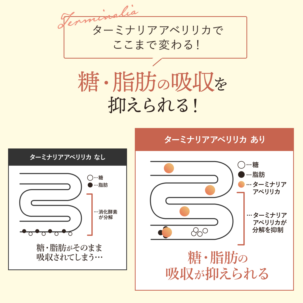 マリネス サプリ ターミナリア 送料無料 | ターミナリアべリリカ