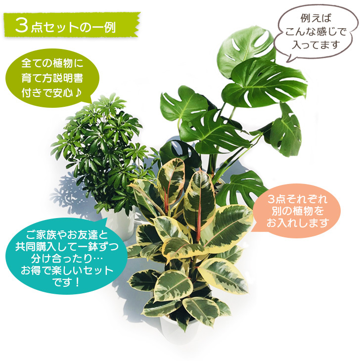 おまかせ植物の一例