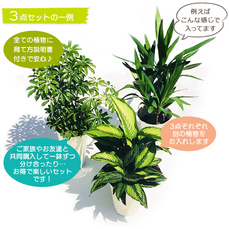 おまかせ植物の一例