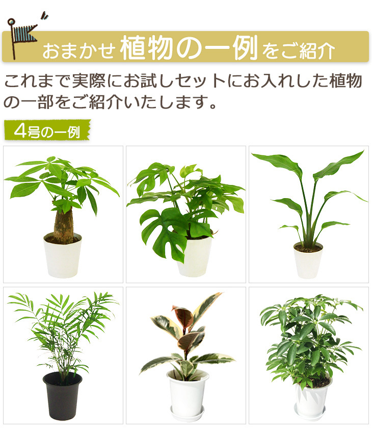 植物一例　4号