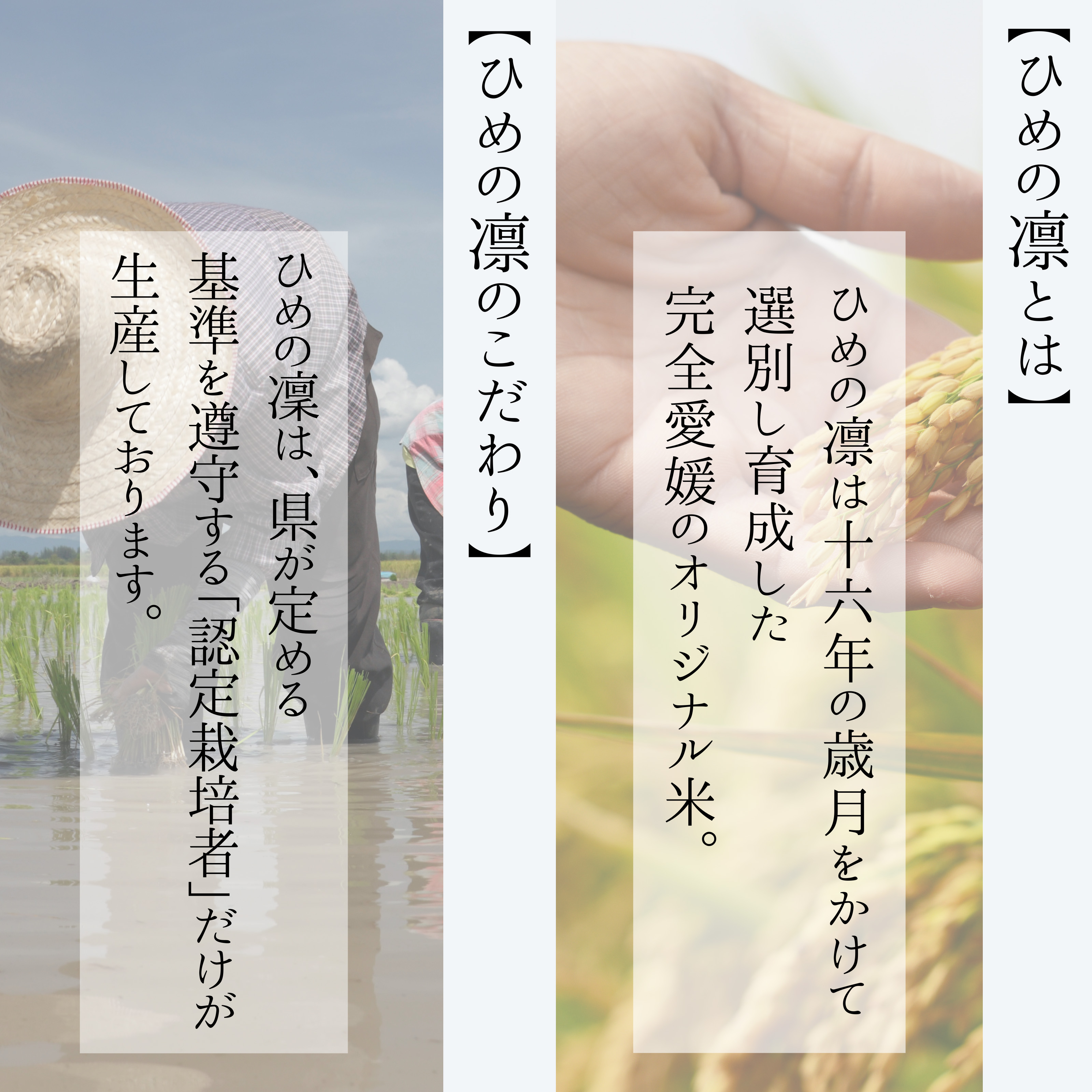 数量限定 】 愛媛県産 ひめの凜 10kg 令和6年産 新米 白米 精米 お米