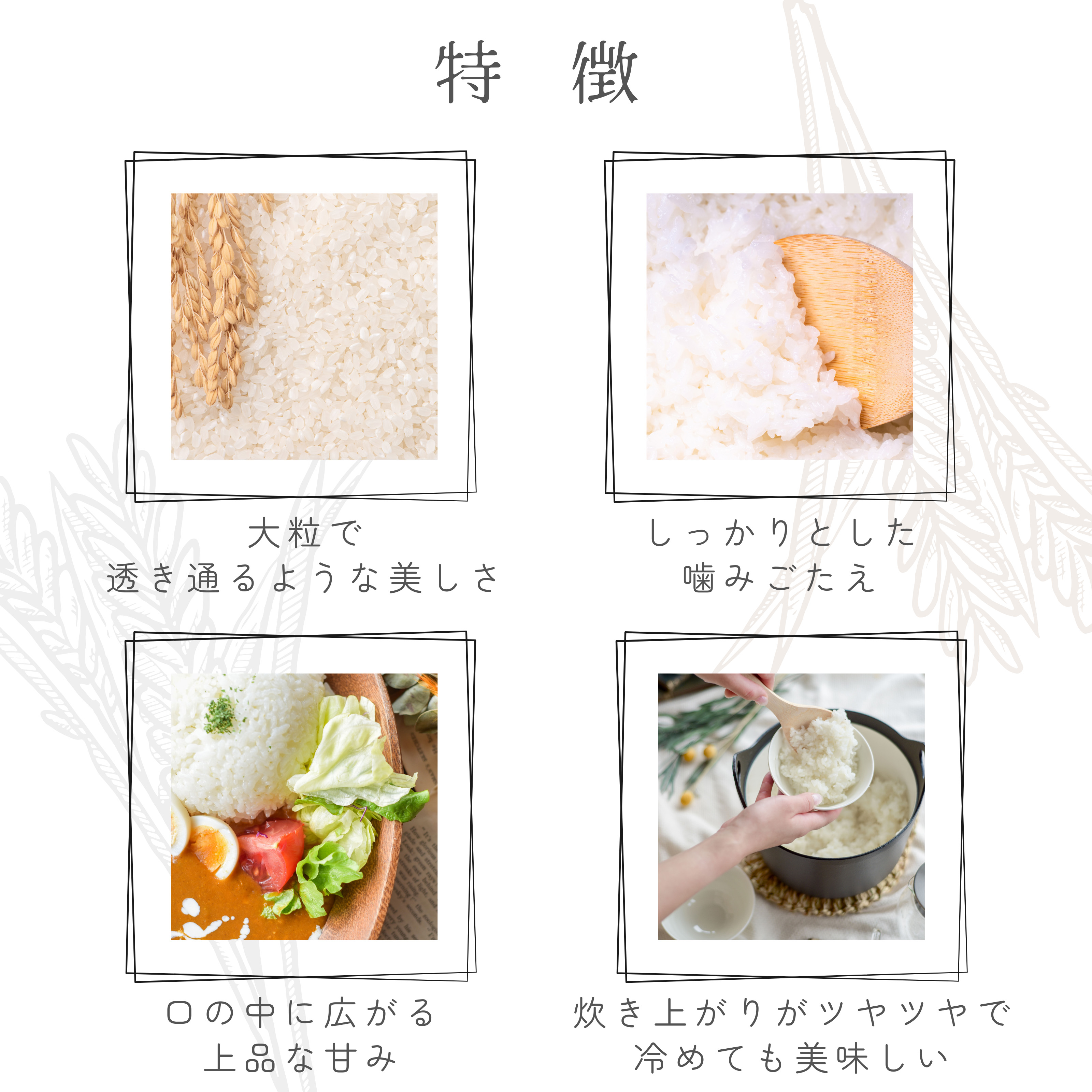 数量限定 】 愛媛県産 ひめの凜 5kg 令和6年産 新米 白米 精米 お米 米 