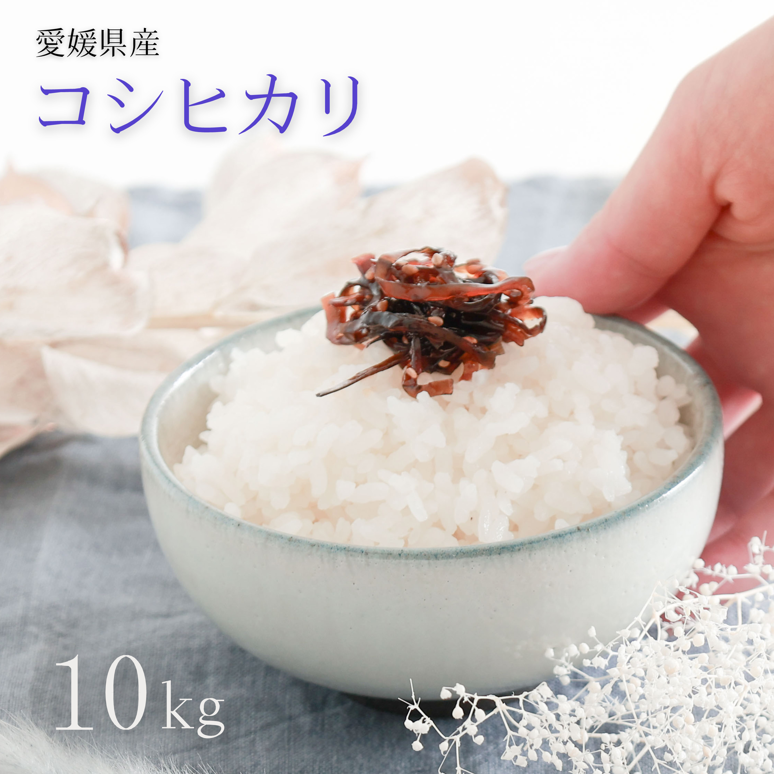 Yahoo! Yahoo!ショッピング(ヤフー ショッピング)愛媛県産 コシヒカリ 10kg 令和5年産 白米 精米 備蓄米 お米 米 こめ こしひかり コシヒカリ  お米のまるひ マルヒ マルヒ食糧 国産