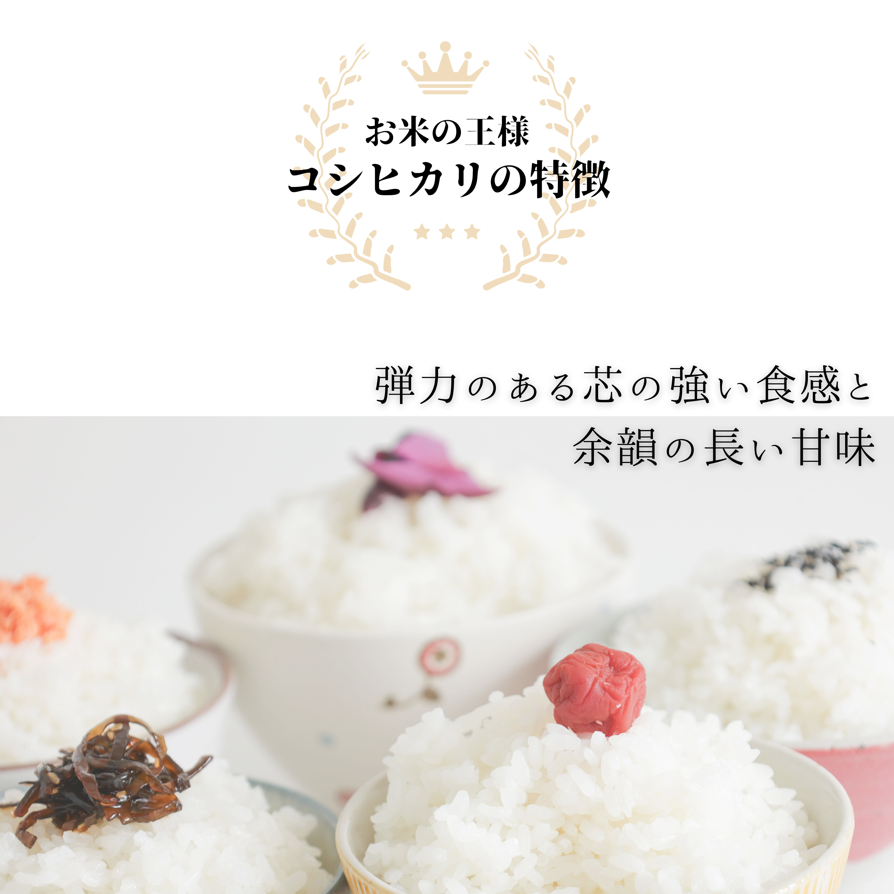 コシヒカリ（産地：愛媛）の商品一覧 通販 - Yahoo!ショッピング