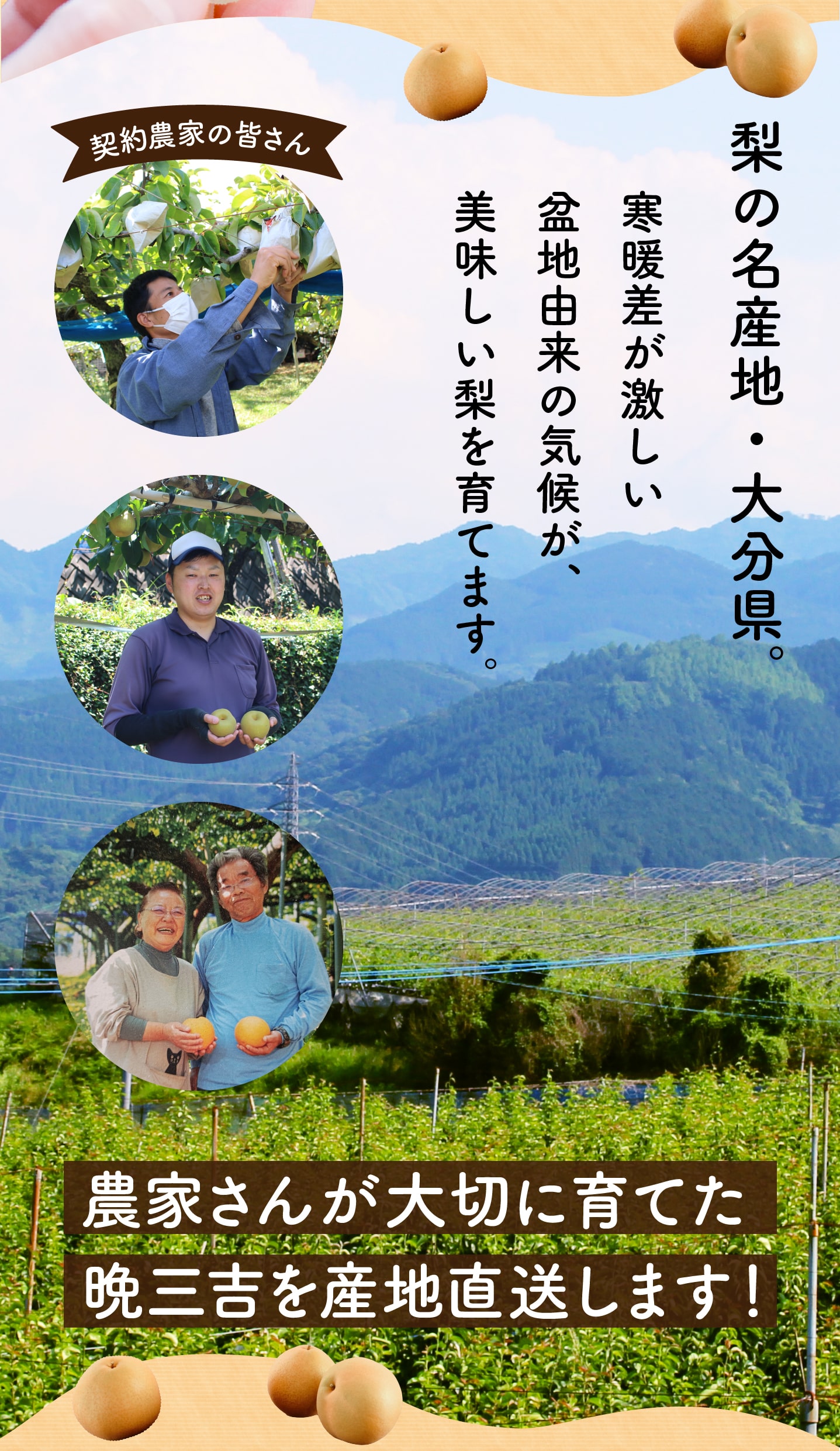 梨,大分,日田,晩三吉,ばんさんきち,おくさんきち,日田梨,希少,珍しい,産地直送