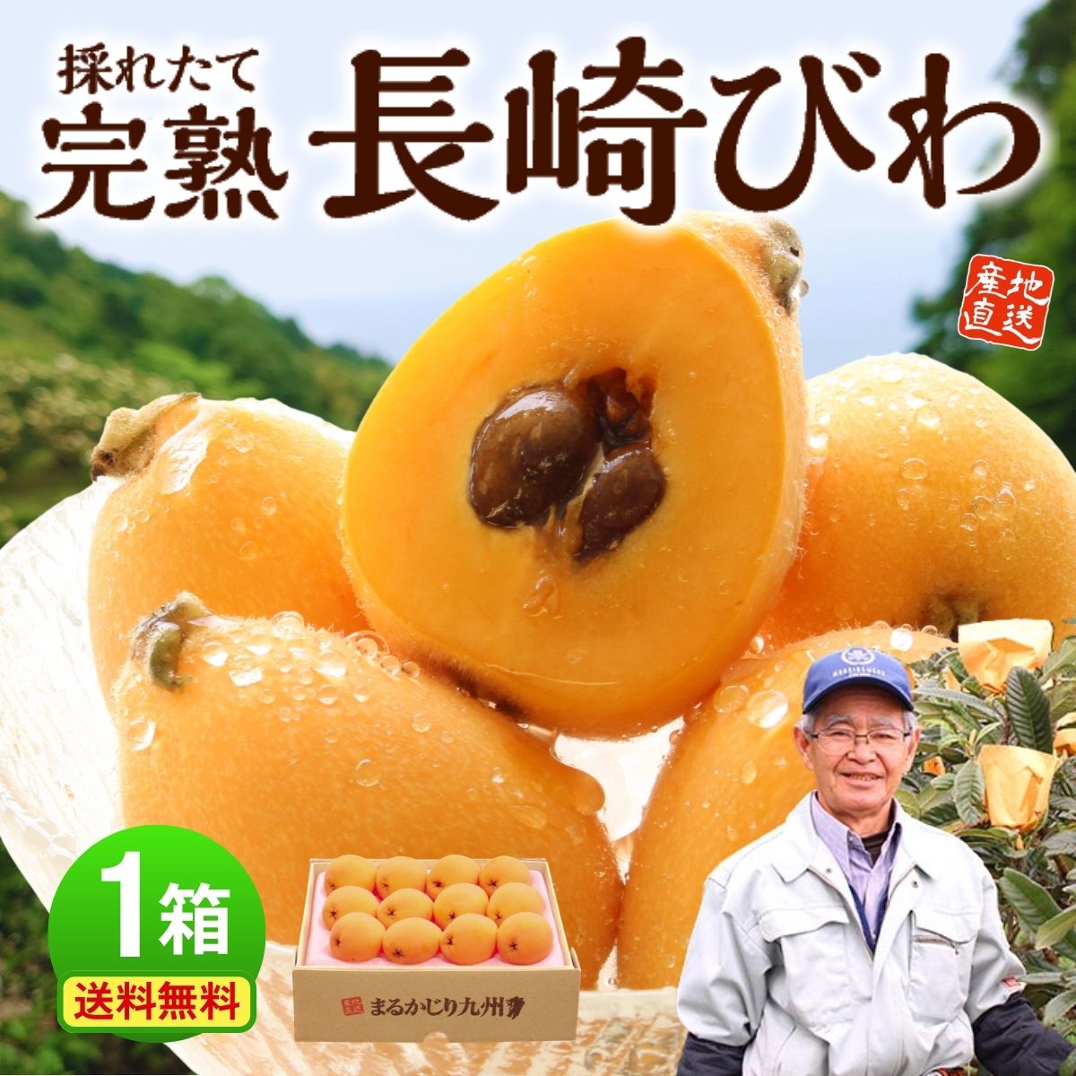 まるかじり九州 びわ 枇杷 長崎 茂木 1箱 約500g（12玉） 長崎特産 秀