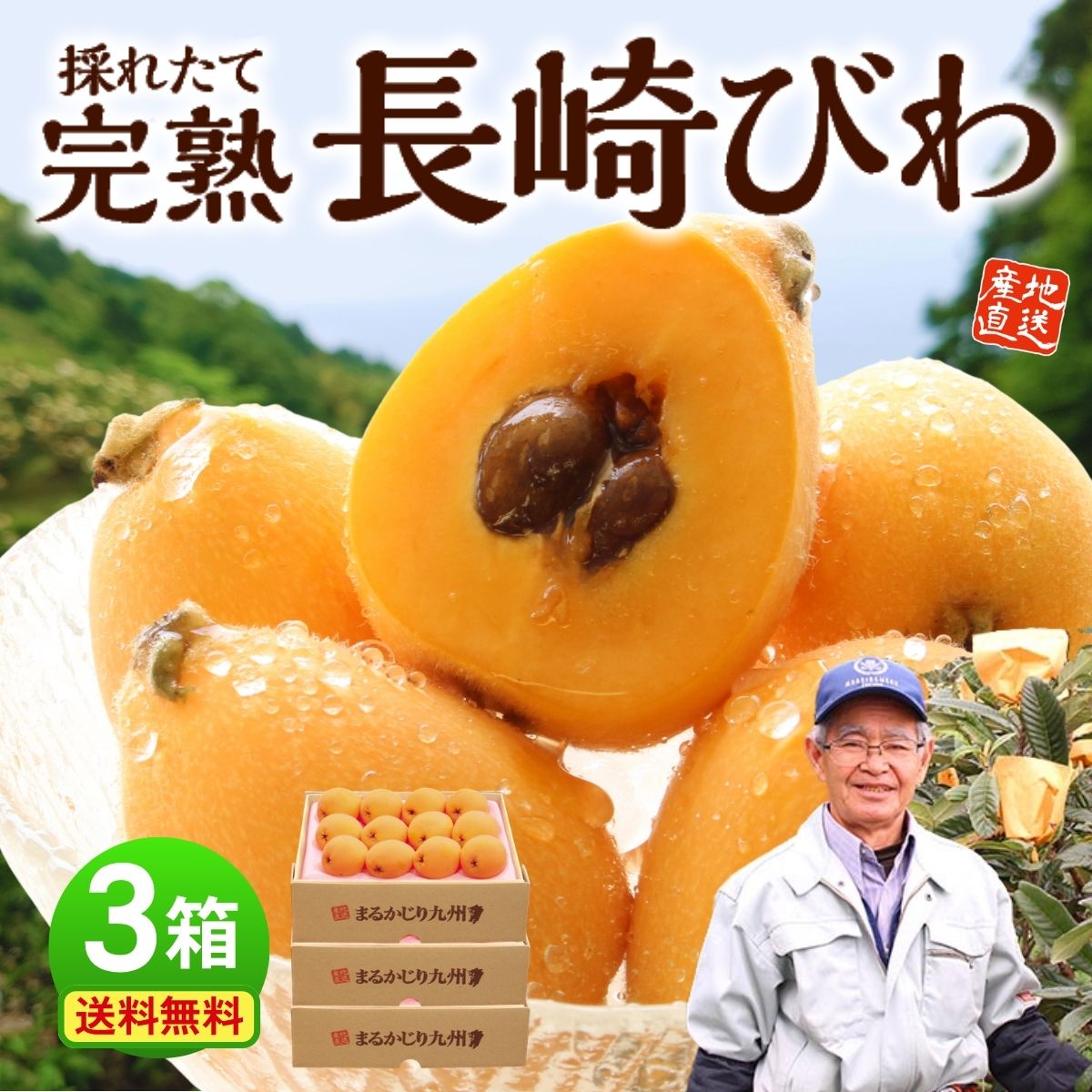 まるかじり九州 【まもなく完売】びわ 枇杷 長崎 茂木 3箱セット 1箱