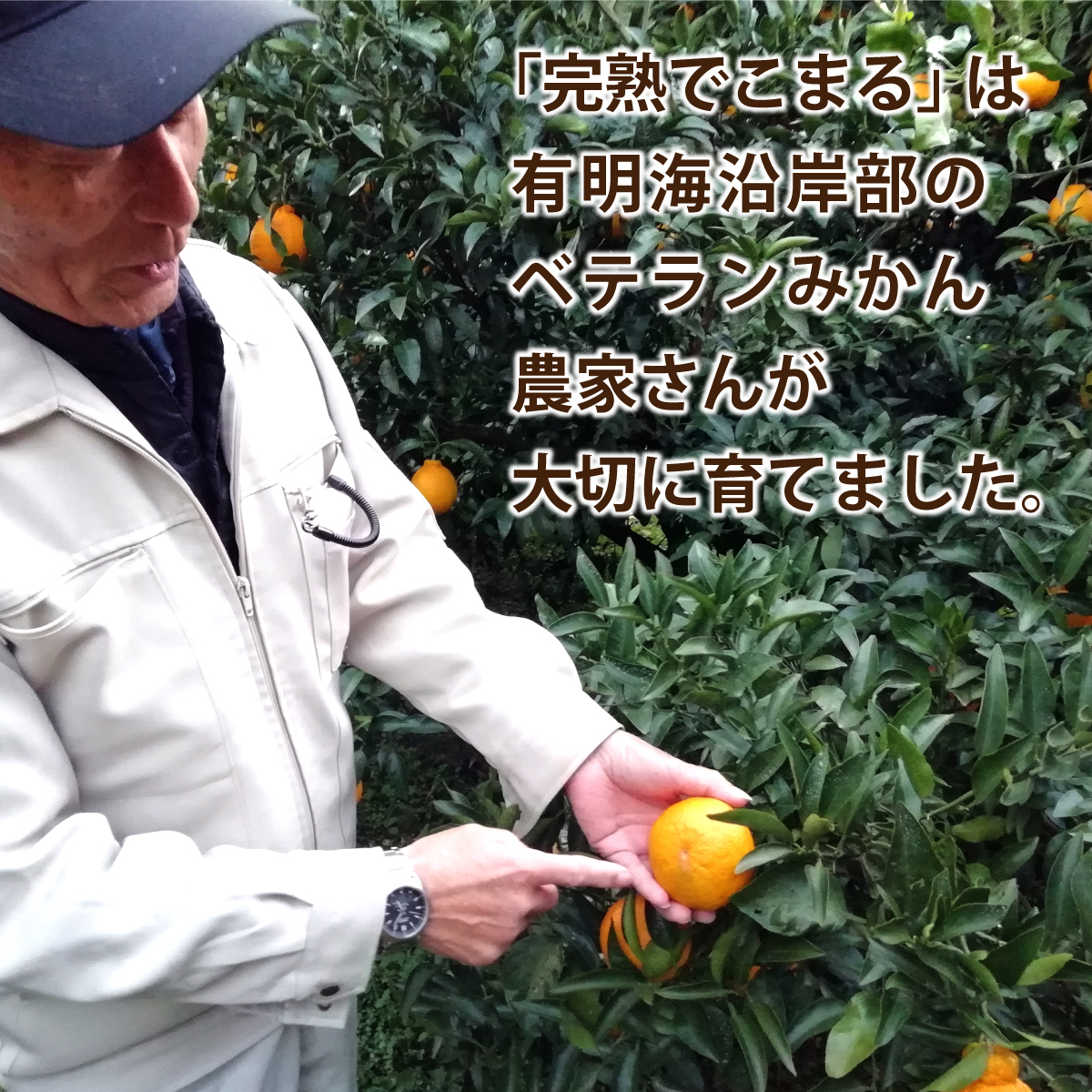 まるかじり九州 不知火 熊本 佐賀 完熟でこまる 3箱セット 1箱あたり約