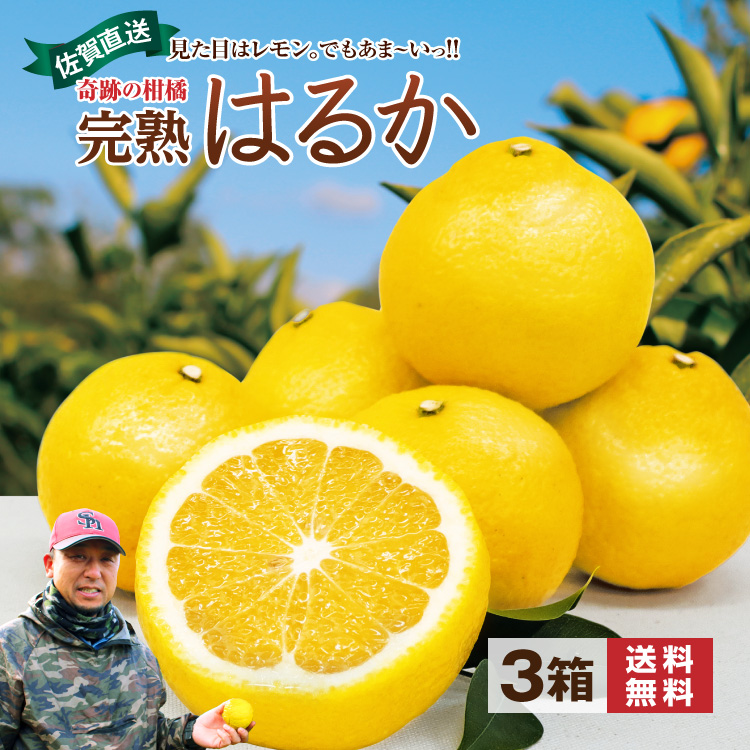 まるかじり九州 はるか みかん 佐賀 送料無料 完熟はるか 3箱 1箱