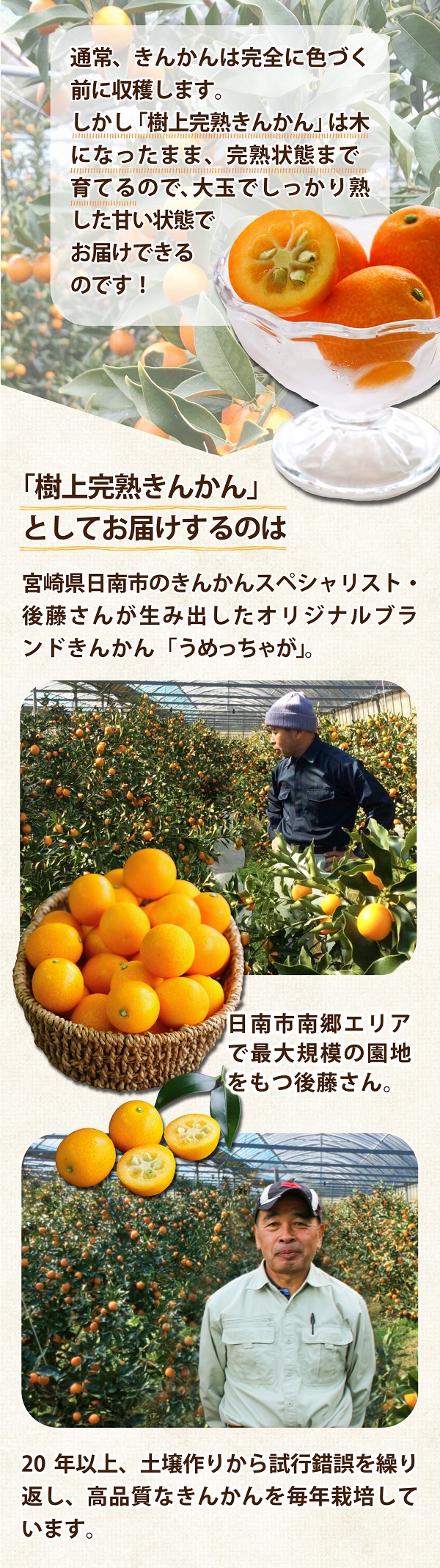 送料無料】宮崎県産 きんかん 樹上完熟 金柑 うめっちゃが 3箱 (約3kg