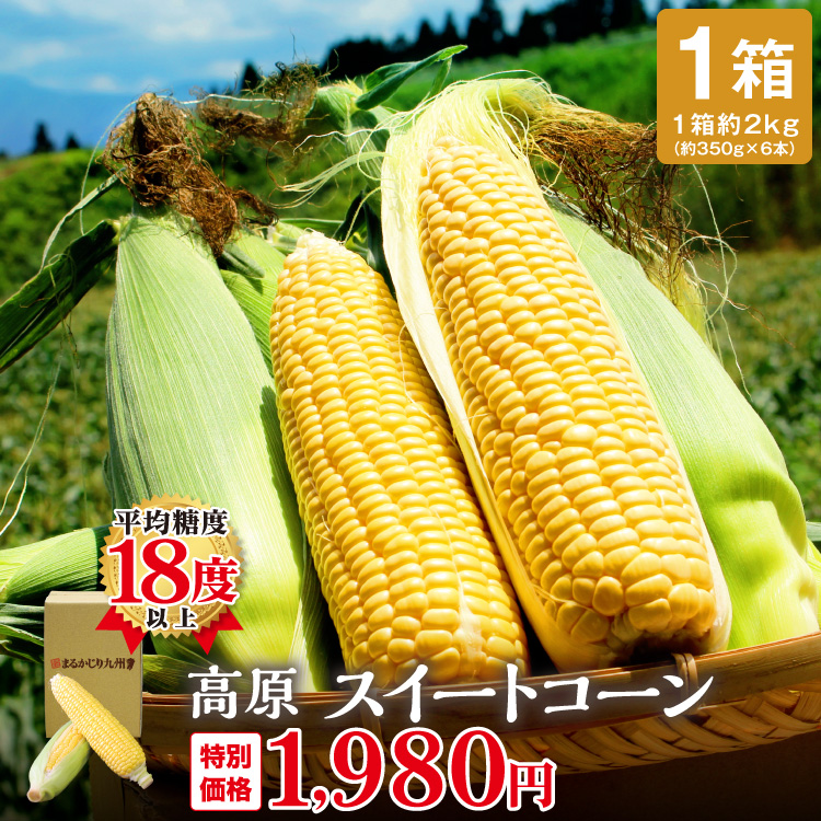 スイートコーン とうもろこし 高原スイートコーン 大分産 1箱 約2kg（約350g×6本）生でも食べれる 農家直送 恵味 とうもろこし 