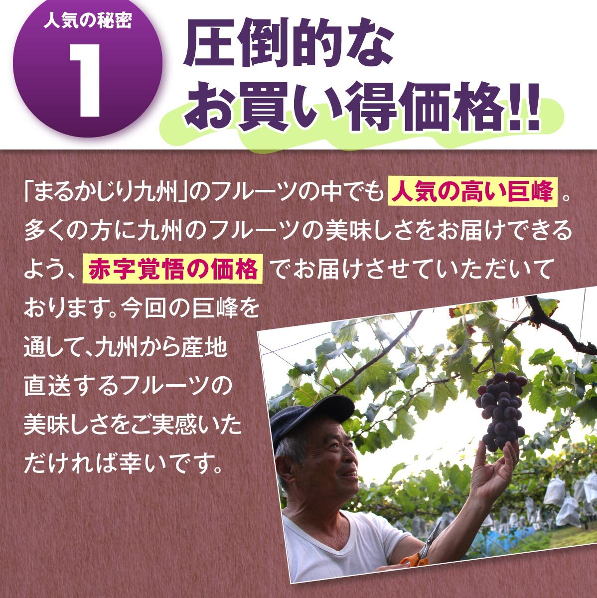 ぶどう【早生巨峰】3キロ箱 ★ヒカル★ 楽天市場】巨峰 3kgの通販