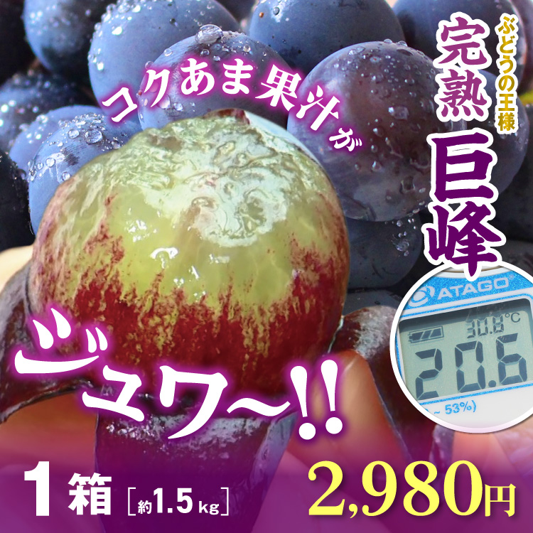 ぶどう 巨峰 福岡 完熟 巨峰 1箱 1.5kg 種あり (3〜5房)【3箱から送料