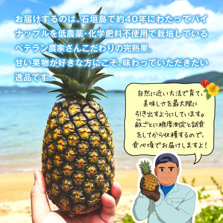 お値下げ中☆紫宙 杉玉・チェリー・パイナップル 720ml 3本セット 楽天市場】御中元 ギフトパイナップル酢 500ml×3本果実酢 パイン