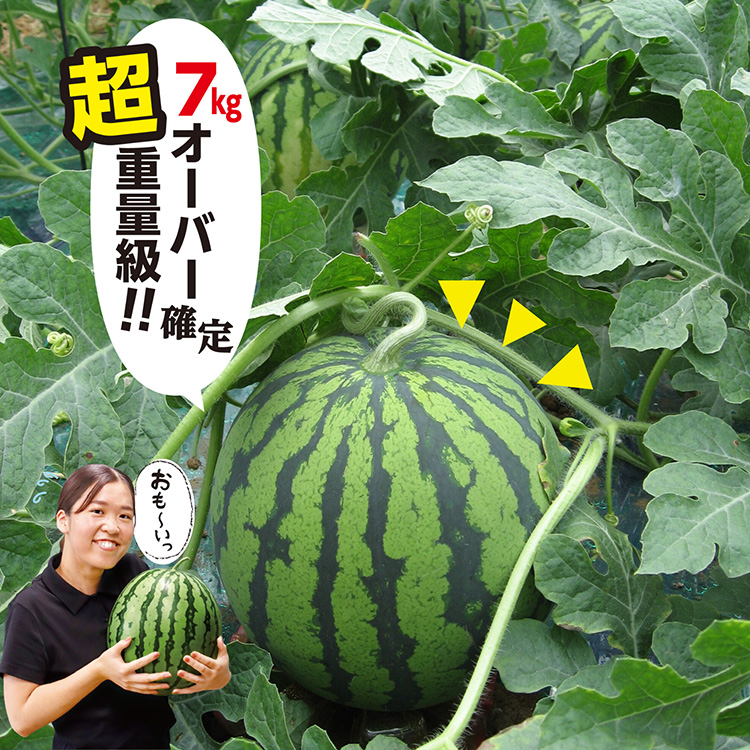 秋スイカ 羅皇 熊本 大玉 送料無料 2玉セット 1玉あたり7〜8kg 2L