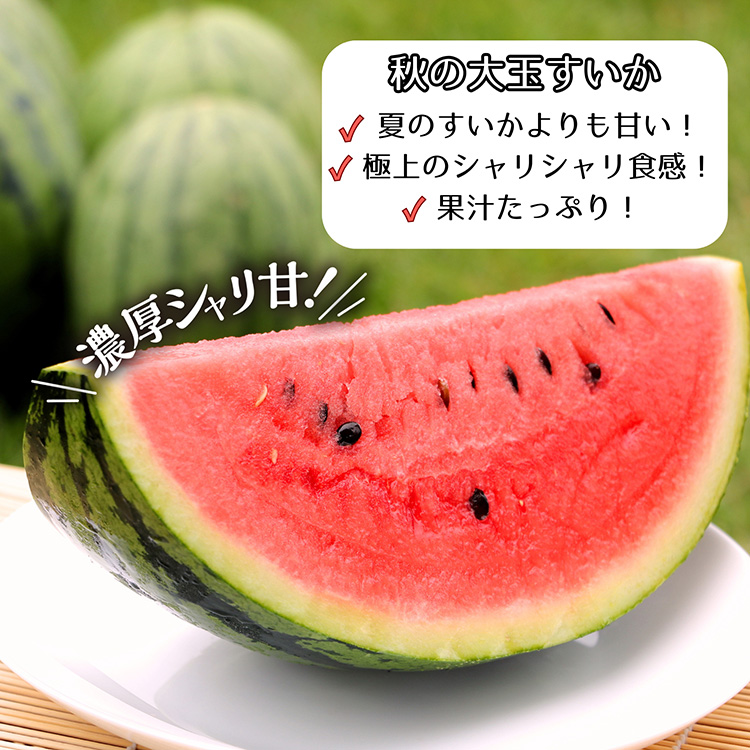 秋スイカ 羅皇 熊本 大玉 送料無料 2玉セット 1玉あたり7〜8kg 2L