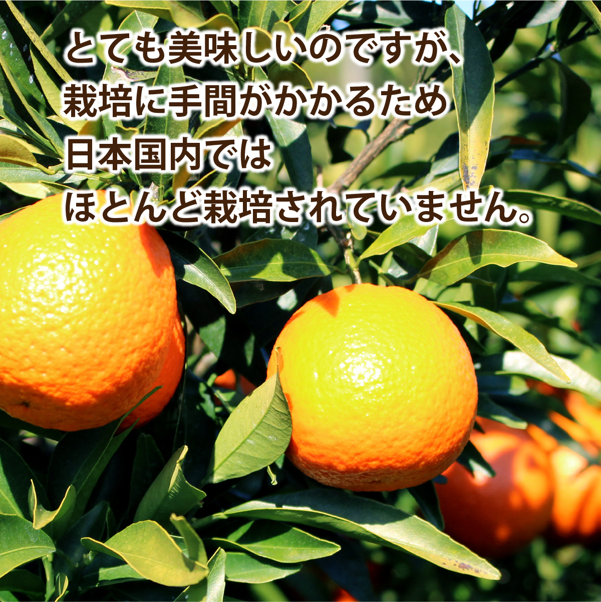 オログロス （クレメンティン 早生） 佐賀 2箱セット 1箱あたり約2kg
