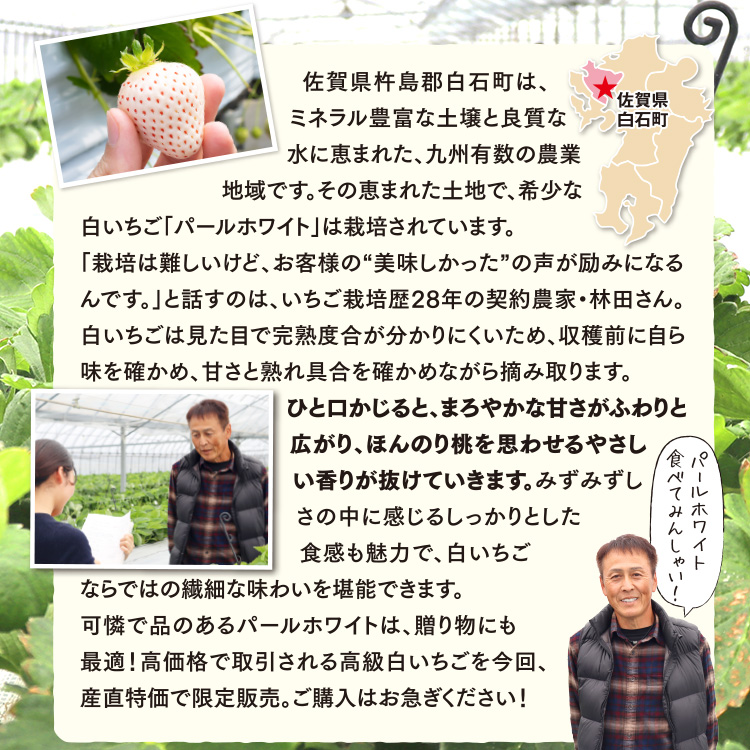 まるかじり九州 いちご パールホワイト 白いちご 佐賀 送料無料 1箱 約