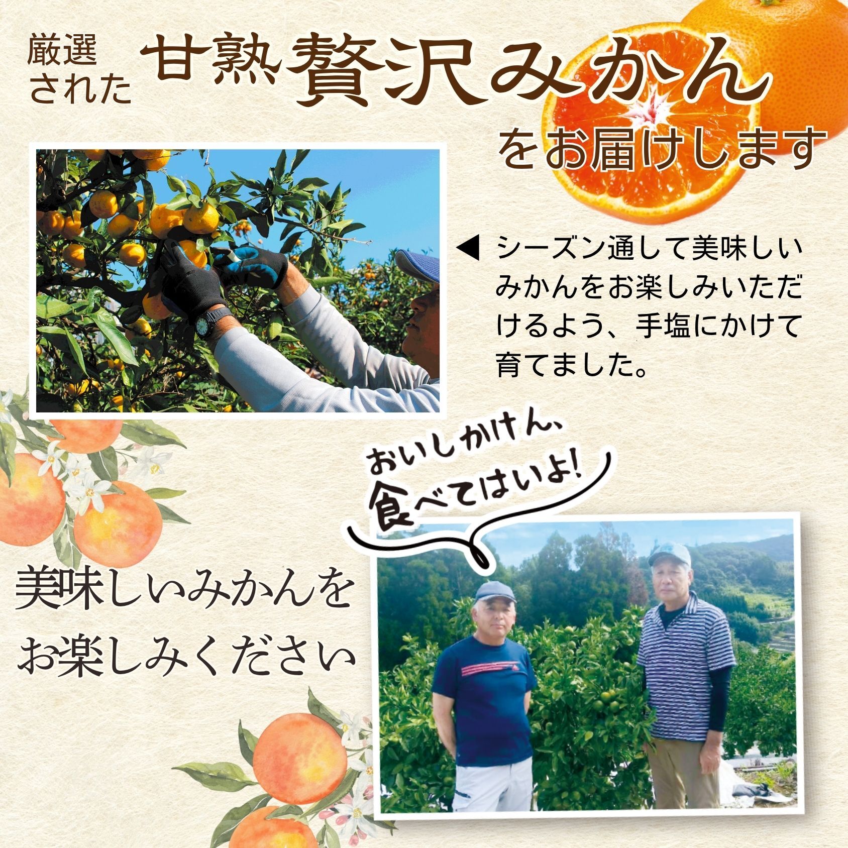 みかん 熊本 福岡 送料無料 甘熟贅沢みかん 3箱セット 1箱あたり約2kg