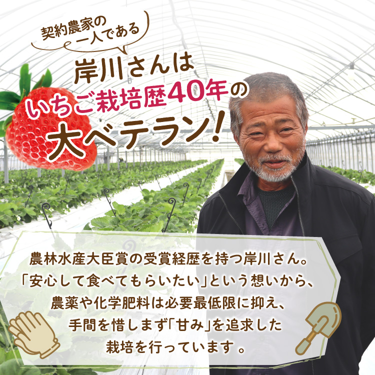 まるかじり九州 いちご さがほのか 佐賀 送料無料 2箱セット 1箱 まるかじり九州 いちご さがほのか 佐賀 送料無料 2箱セット 1箱