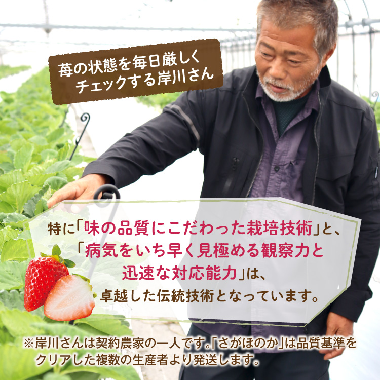 いちご丸ページ まるかじり九州 いちご さがほのか 佐賀 送料無料 1箱 約400g 15粒