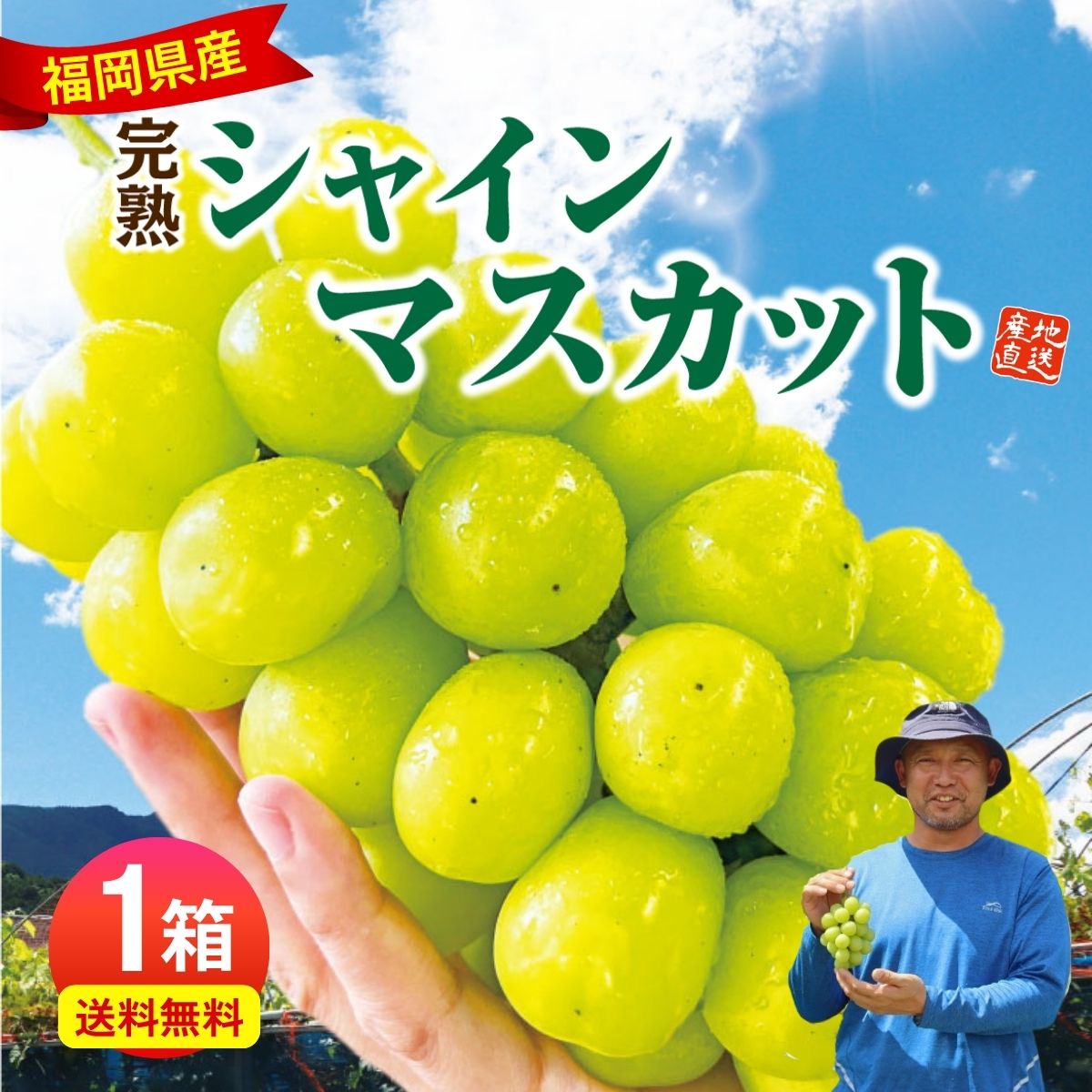 シャインマスカット ぶどう 福岡 1箱 約800g(2〜3房) 葡萄 産地直送