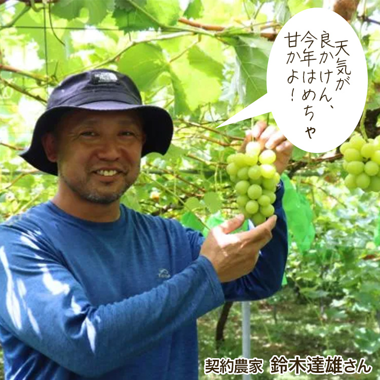 シャインマスカット ぶどう 福岡 1箱 約800g(2〜3房) 葡萄 産地直送