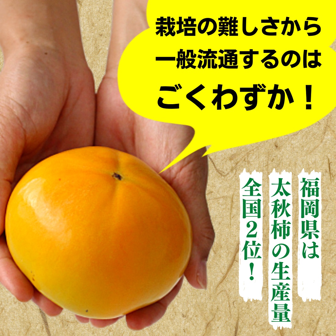 送料無料 柿 太秋柿 福岡 巨匠の太秋柿 ３箱 約6kg 2l 甘い 甘柿 人気 サクサク おすすめ 産地直送 秀品 贈答 プレゼント 農家直送 321 まるかじり九州 通販 Yahoo ショッピング