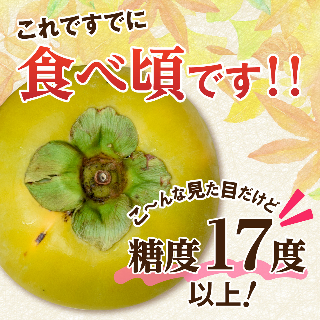 かき 太秋柿 福岡 『巨匠の太秋柿』 １箱 約2kg×1箱【3箱以上で送料無料】2L 甘い 甘柿 人気 サクサク ジューシー 数量限定 秀品 贈答  プレゼント :02021-1:まるかじり九州 - 通販 - Yahoo!ショッピング