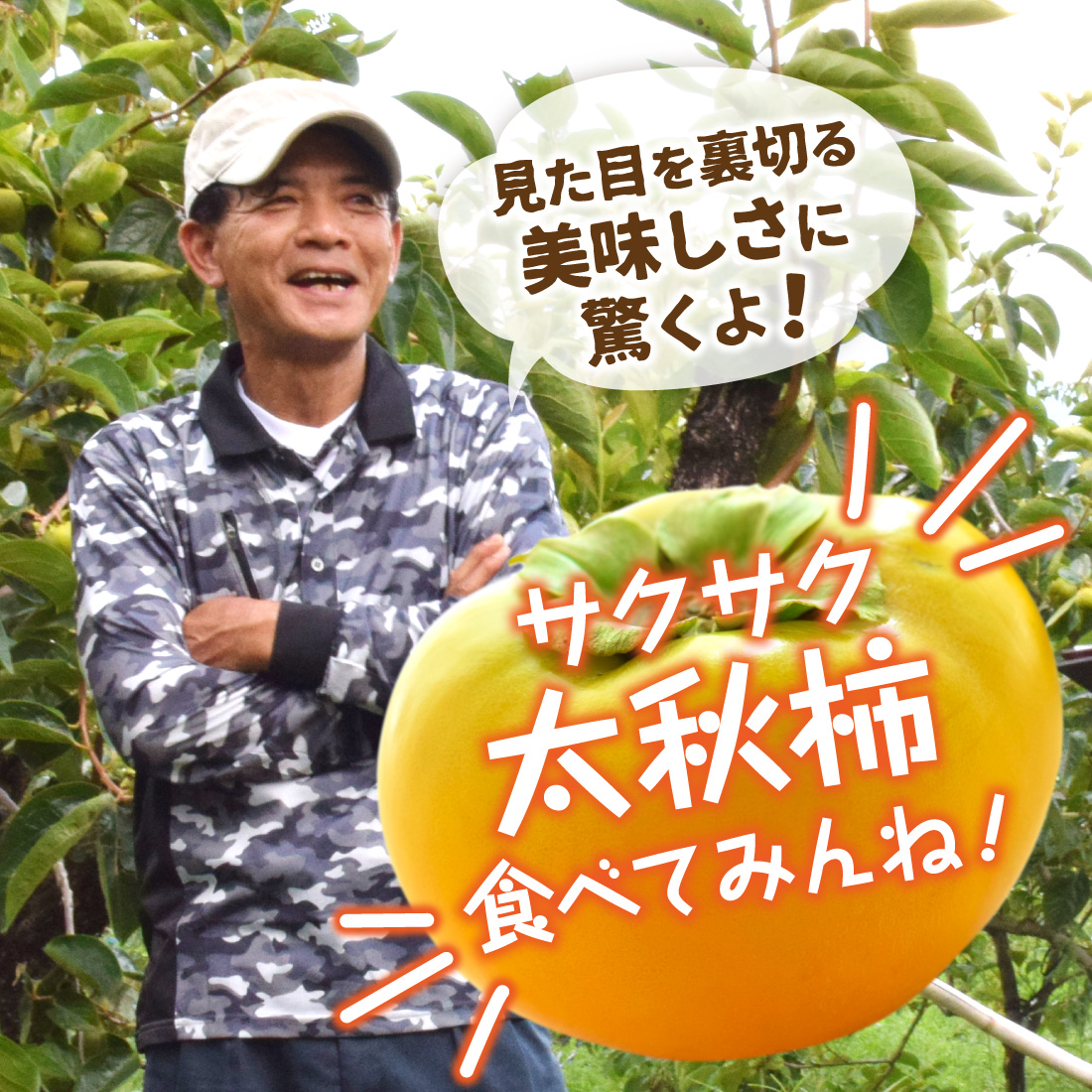 送料無料 柿 太秋柿 福岡産 甘熟 3箱 約6kg 秀品 L〜2L サクサク