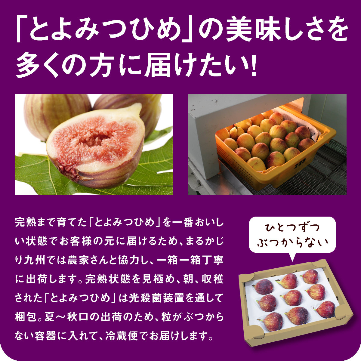 産地直送 福岡県 約1kg 2箱 高糖度いちじく 秀品 9 12玉 Lサイズ とよみつひめ