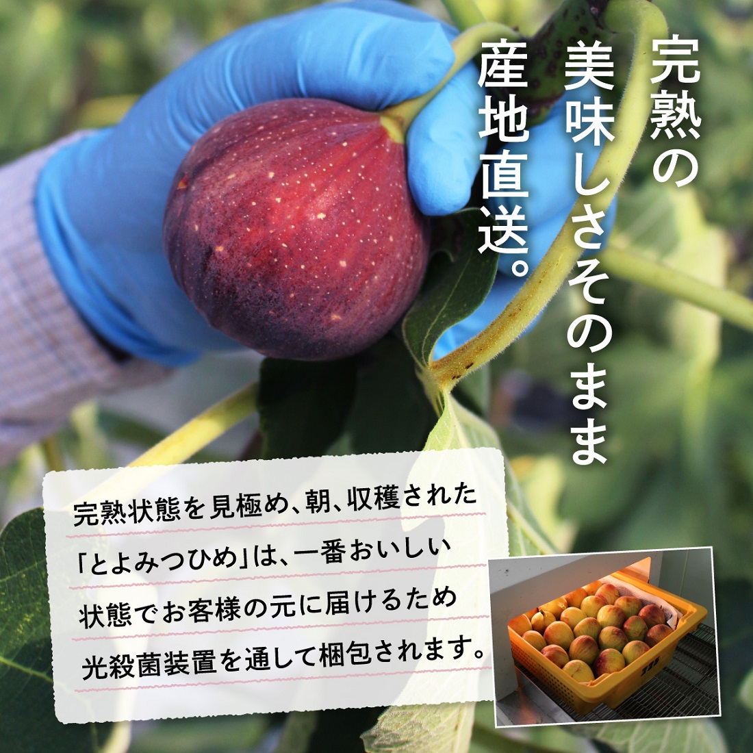 完全無農薬　白イチジク　いちじく　約1080g  かため　加工用