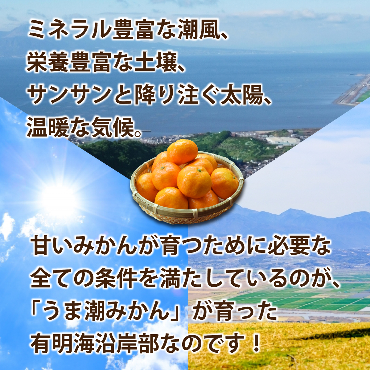 温州みかん うま潮みかん 1箱セット[約2.5Kg ×1箱] 【4箱以上で送料無料】 産地直送 九州産 福岡 熊本 佐賀 早生 中手 晩生 旬  お取り寄せ 人気 オススメ :01095:まるかじり九州 - 通販 - Yahoo!ショッピング