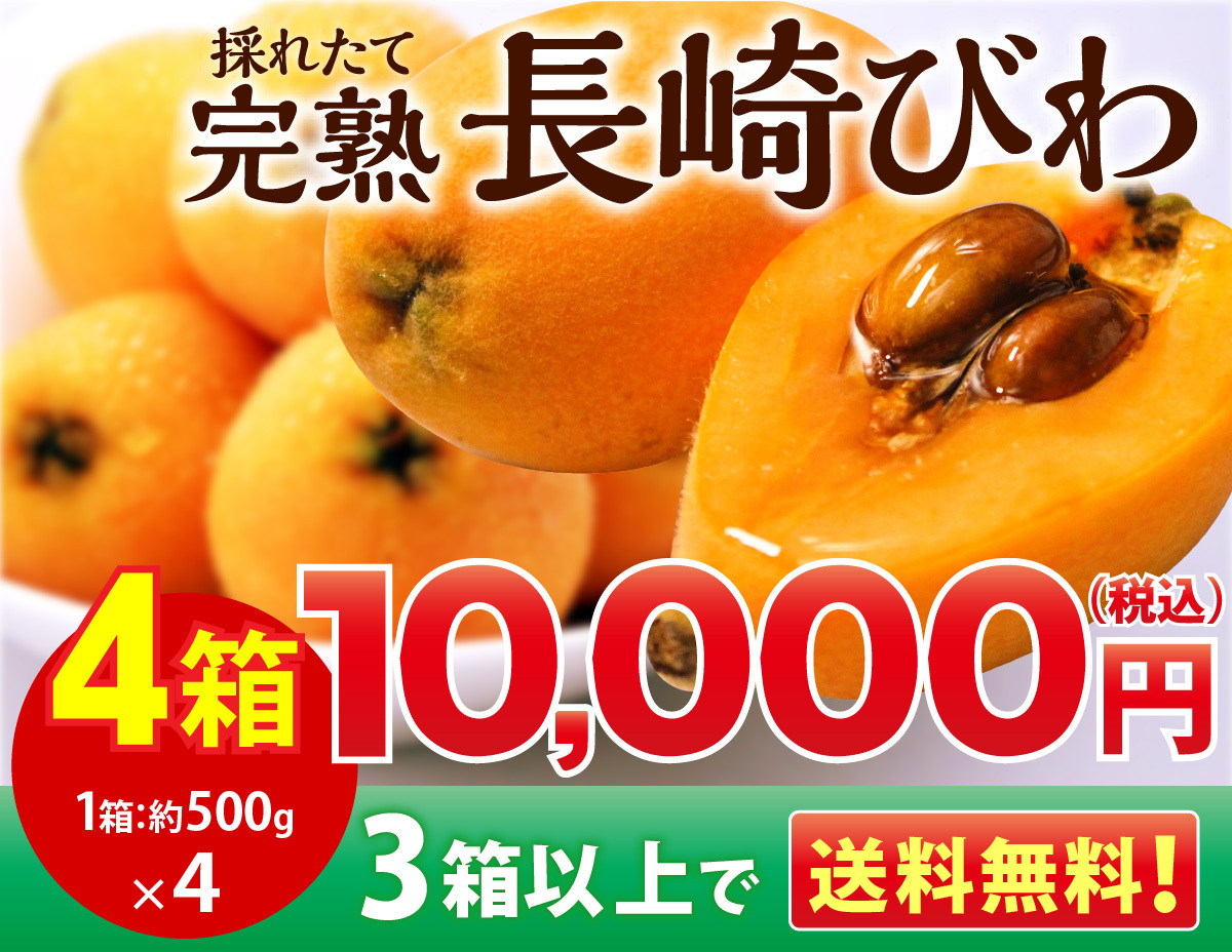 終売間近！】 【送料無料】 びわ 長崎びわ 完熟 びわ 露地栽培 甘い３