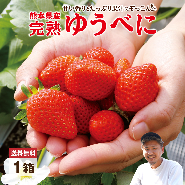 まるかじり九州 いちご ゆうべに 熊本 送料無料 1箱 約350g 15粒
