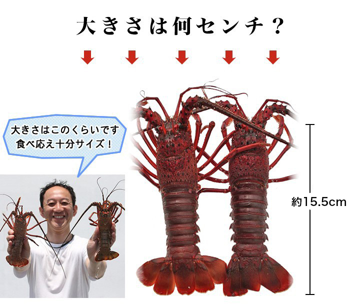 伊勢海老 約840g（130g〜150g×6尾）活〆お刺身用冷凍〔送料無料