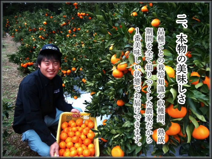 蜜柑出品 楽天市場】【送料無料】 佐賀県産 蔵出し あんみつみかん