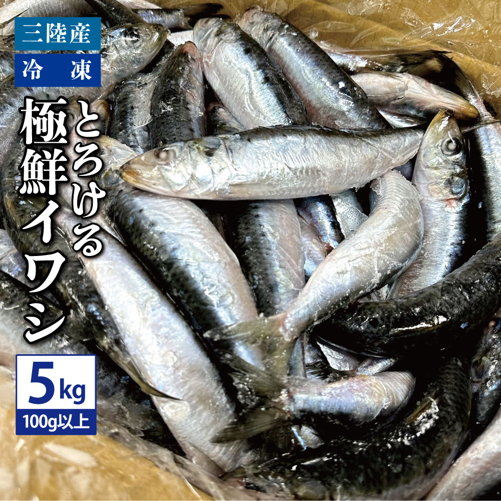 送料無料 三陸産 冷凍 とろける極鮮イワシ 5kg（1匹あたり100g以上
