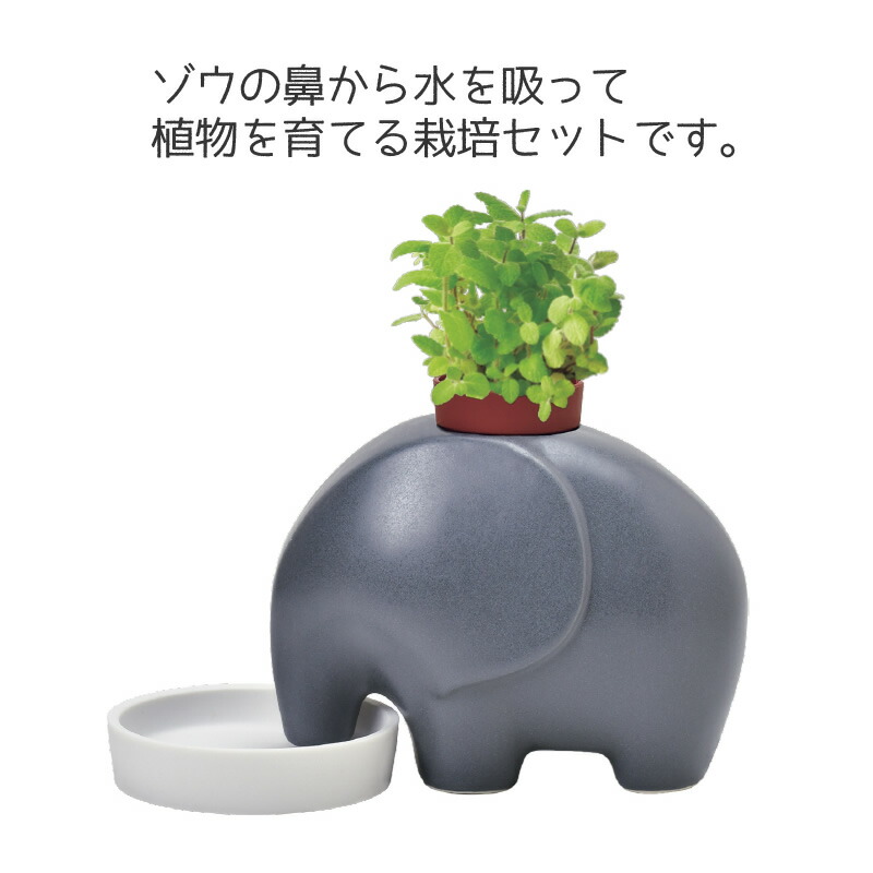 観葉植物 栽培キット 室内 ミニプランター インテリアグリーン