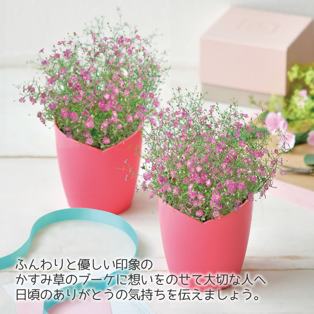 観葉植物 栽培キット 花 フラワー 室内 ミニプランター インテリア
