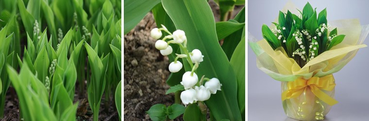 すずらん鉢植え 送料無料 北海道産 鉢花 ラッピング プレゼント 2025