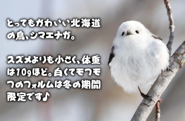 シマエナガ しまえなが