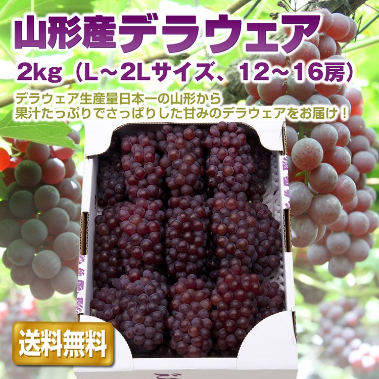 ギフト ぶどう 送料無料 山形県産 デラウェア 約2kg 10-16房入 L