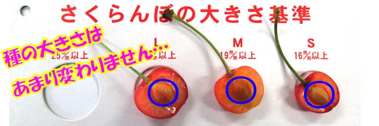 ＭＬ比較