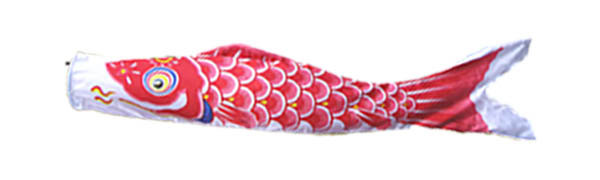 赤鯉の画像