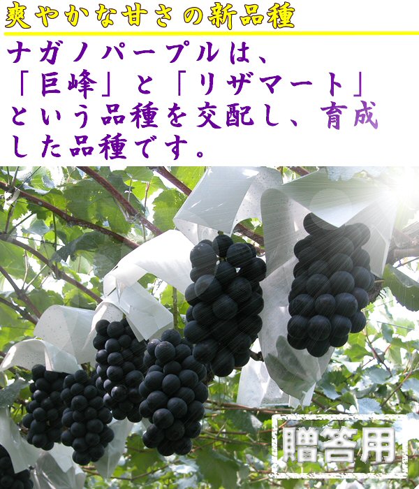予約 ナガノパープル 約3kg （3〜7房詰）長野県産 贈答向け